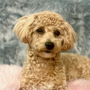 Meet your Posher, Connie